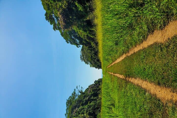 One-Day Corcovado National Park Wildlife Adventure from Sierpe photo 5