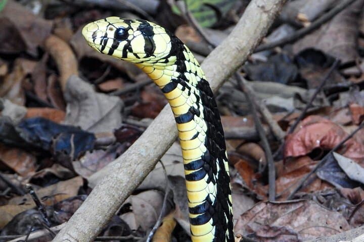 One-Day Corcovado National Park Wildlife Adventure from Sierpe photo 6
