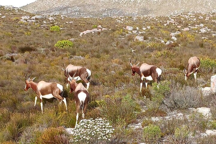 Table Mountain to Cape Point: Full-Day Shared Tour with Boulders Penguins photo 5