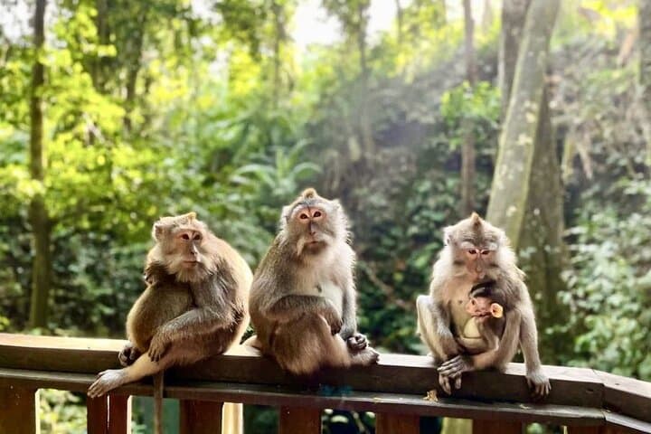 Bali Full-Day ATV Adventure: Ubud Monkey Forest & Tegalalang Rice Terrace Tour photo 5