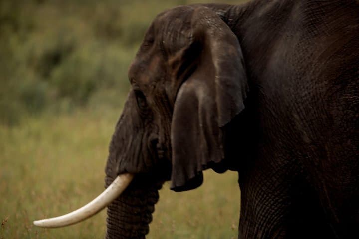 3-Day Safari: Tarangire, Lake Manyara & Ngorongoro Crater photo 3