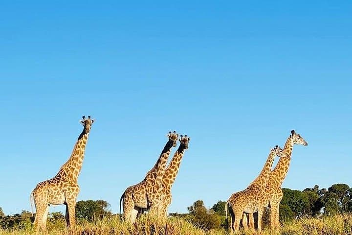3-Day Safari: Tarangire, Lake Manyara & Ngorongoro Crater photo 4