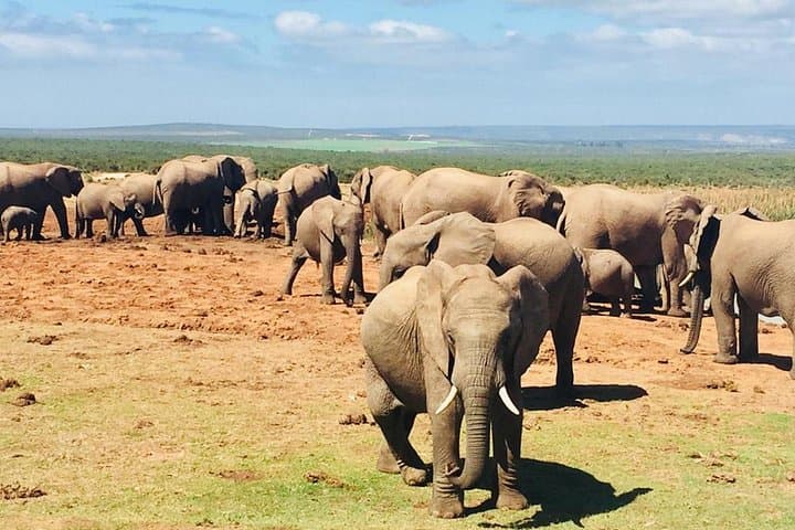 Garden Route 4-Day Adventure from Cape Town: Knysna, Oudtshoorn & Tsitsikamma photo 2