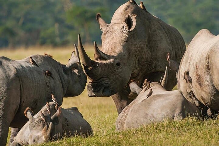 Aquila Private Game Reserve Safari Tour with Wine Tasting from Cape Town photo 2