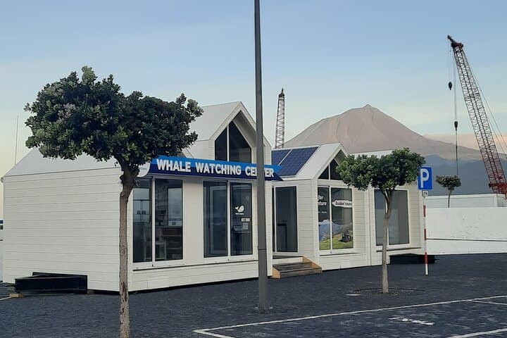 Half-Day Whale and Dolphin Watching off Pico Island, Azores photo 6