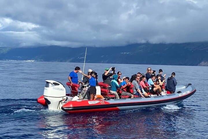 Half-Day Whale and Dolphin Watching off Pico Island, Azores photo 5