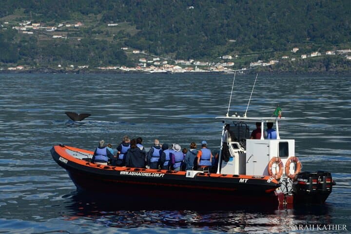 Half-Day Whale and Dolphin Watching off Pico Island, Azores