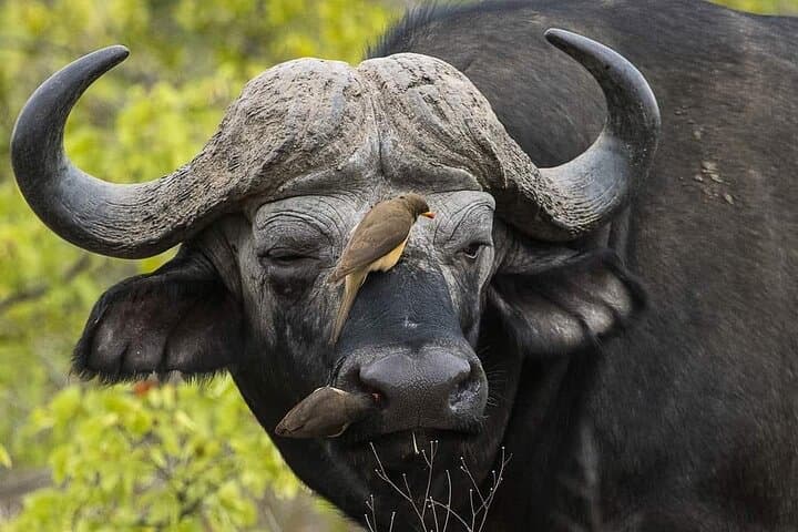 3-Day Victoria Falls, Chobe & Chobe Park Safari from Livingstone photo 2