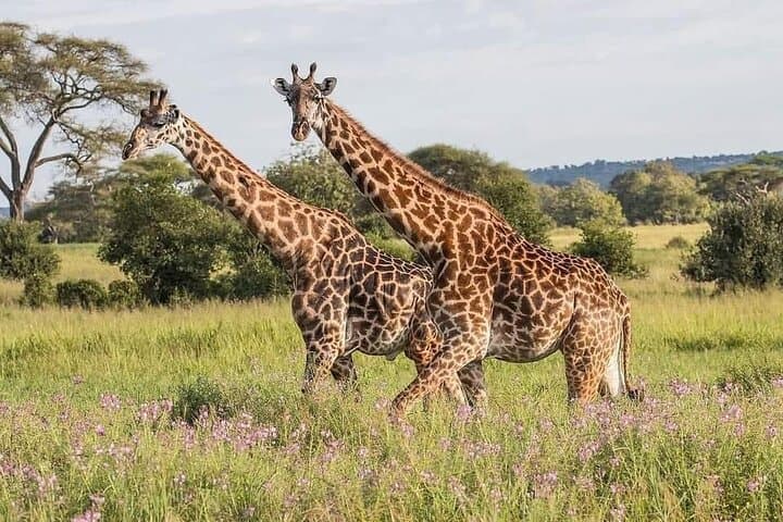 3-Day Victoria Falls, Chobe & Chobe Park Safari from Livingstone photo 3