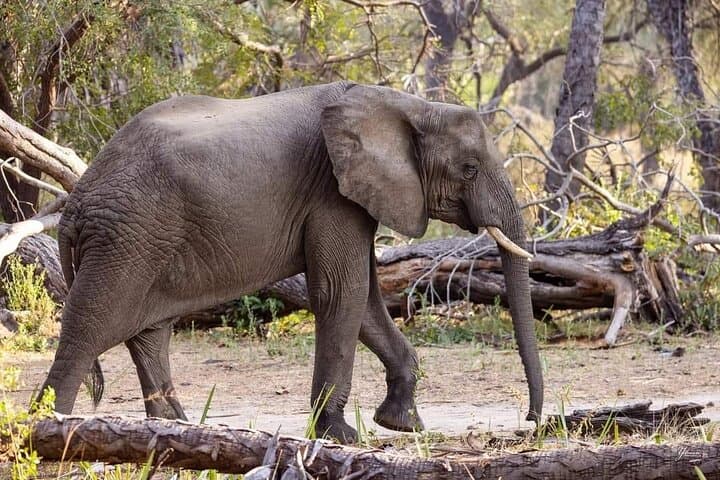 3-Day Victoria Falls, Chobe & Chobe Park Safari from Livingstone photo 4