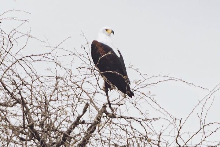 3-Day Victoria Falls, Chobe & Chobe Park Safari from Livingstone photo 5
