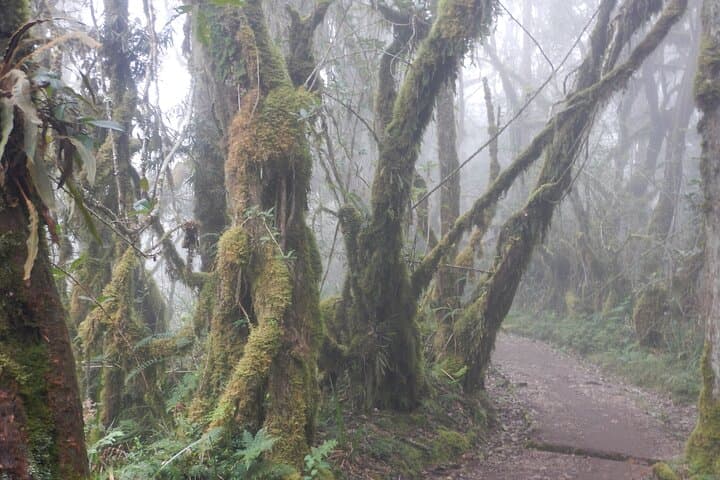 Conquer Kilimanjaro in 6 Days: Machame Route Guide and What to Expect photo 2
