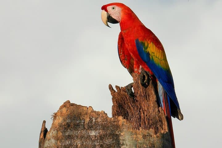 Esquipulas Birding and Photography Morning — Manuel Antonio Foothills photo 3