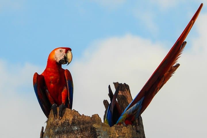 Esquipulas Birding and Photography Morning — Manuel Antonio Foothills photo 4