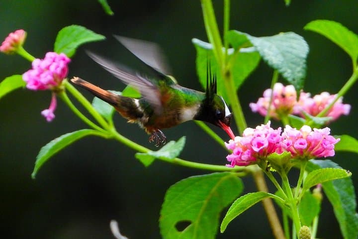Esquipulas Birding and Photography Morning — Manuel Antonio Foothills photo 2