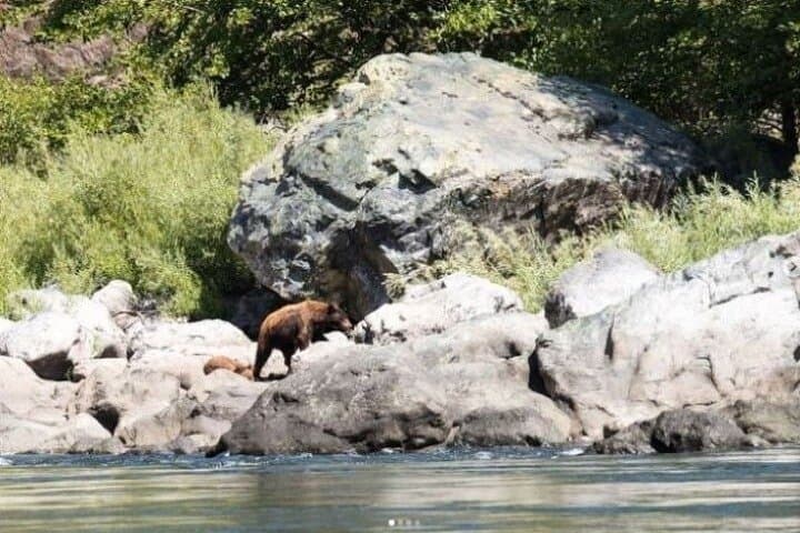 Half-Day Wallowa River Rafting: Scenic Class II Rapids from Minam photo 4