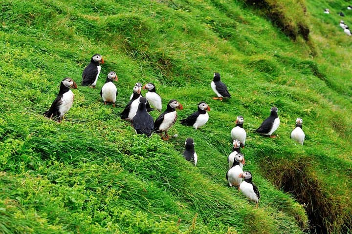 Direct Bus Transfer to Landeyjahöfn — Gateway to the Westman Islands photo 3