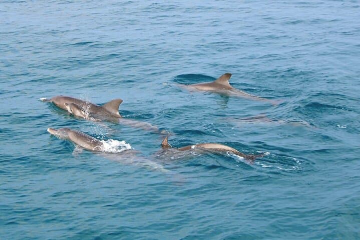 Phuket Dolphin Quest: Racha & Maiton Island Speedboat Day Trip photo 2