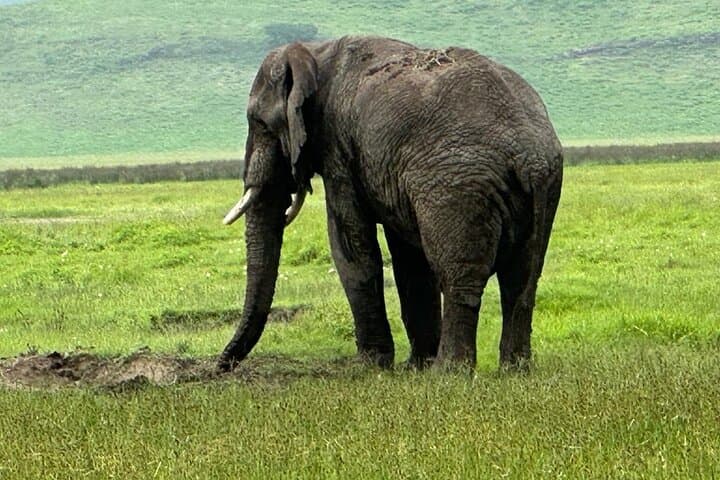 4-Day Serengeti & Ngorongoro Photographic Safari: Capture the Great Wildebeest Migration