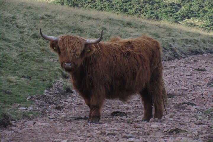 Guided Pentland Hills Hike from Edinburgh to Allermuir Hill
