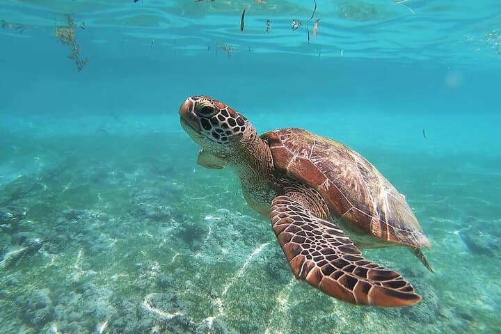 Swim with Whale Sharks, Sumilon Island & Moalboal Sardine Run — Full-Day Marine Safari photo 6