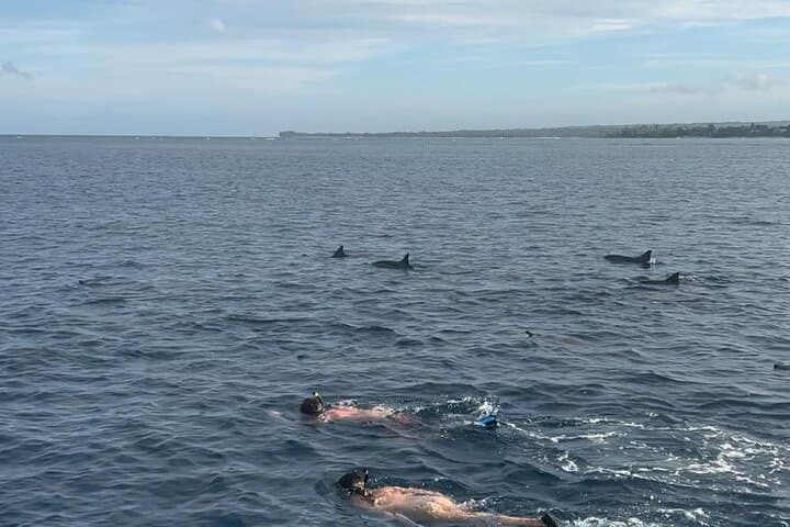 Early-Morning Dolphin & Snorkel Cruise from La Gaulette photo 4