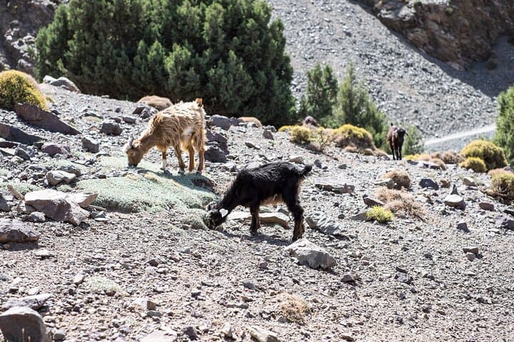 Imlil to Tamsoult Waterfall: One-Day Trek in the High Atlas photo 2