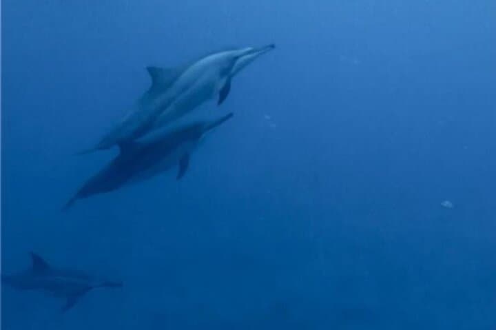 Private Dolphin-Watching, Snorkeling & Seafood BBQ from Le Morne, Mauritius photo 3