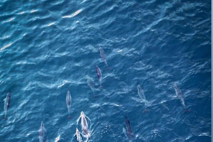 Private Dolphin-Watching, Snorkeling & Seafood BBQ from Le Morne, Mauritius photo 4