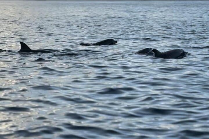 Private Dolphin-Watching, Snorkeling & Seafood BBQ from Le Morne, Mauritius photo 5