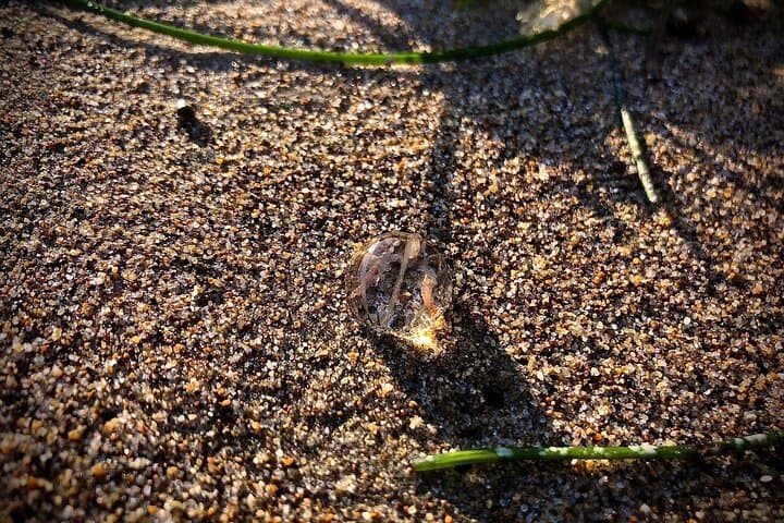 Tomales Bay Morning Kayak Tour — Point Reyes Wildlife & Shoreline photo 5