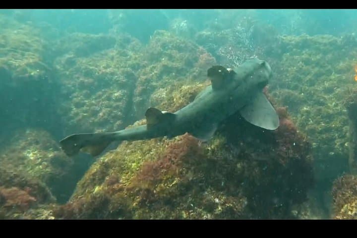 Snorkel with Leopard Sharks at La Jolla Cove: Guided Shore Snorkel Tour photo 2
