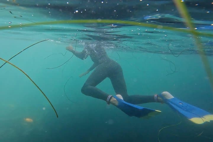Snorkel with Leopard Sharks at La Jolla Cove: Guided Shore Snorkel Tour photo 3