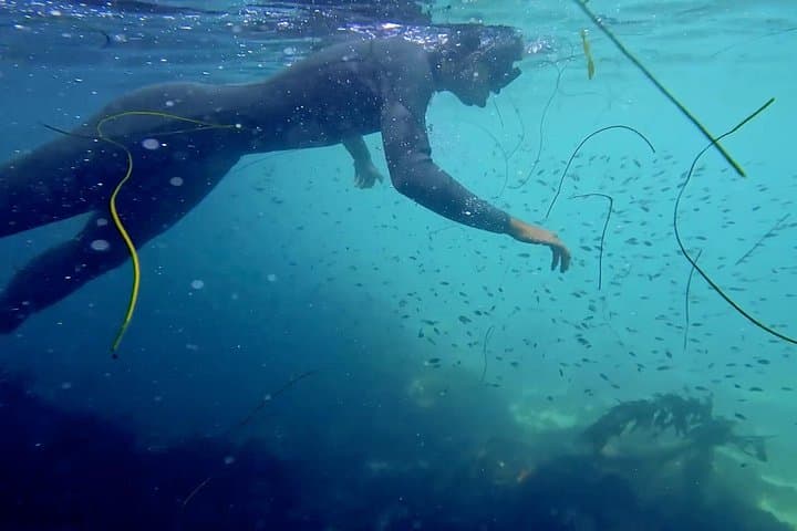 Snorkel with Leopard Sharks at La Jolla Cove: Guided Shore Snorkel Tour photo 4