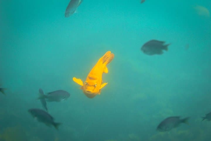 Snorkel with Leopard Sharks at La Jolla Cove: Guided Shore Snorkel Tour photo 5