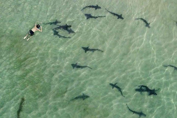 Snorkel with Leopard Sharks at La Jolla Cove: Guided Shore Snorkel Tour