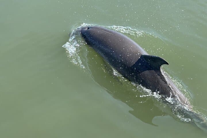 Private Folly Beach Dolphin Watching & Morris Island Shelling Tour photo 4
