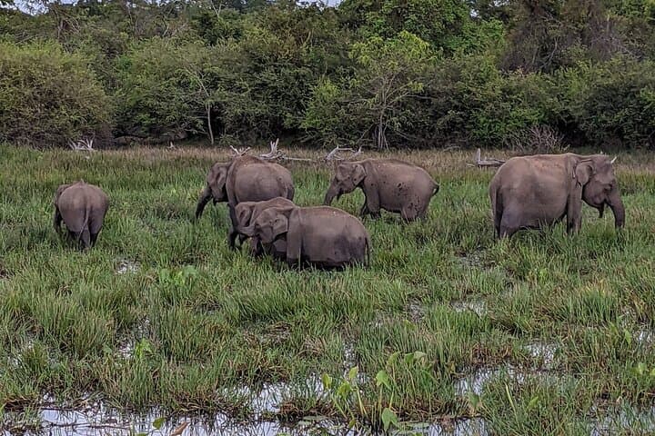 Yala National Park Full-Day Safari: Leopard Encounters & Coastal Wilderness photo 3