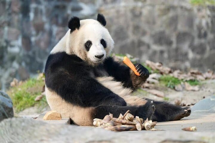 Chengdu Panda, Leshan Giant Buddha & Mount Emei 2-Day Tour photo 4