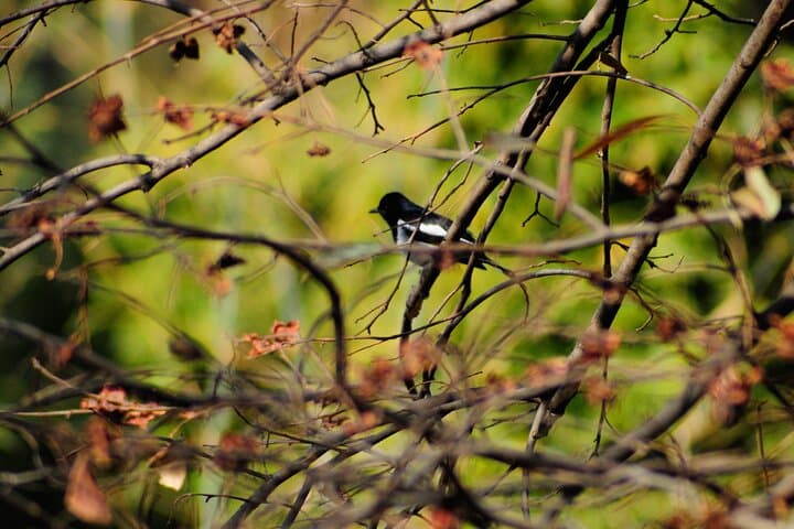 Shivapuri Day Hike from Kathmandu — Forest Trails to 2732m with Valley Views photo 4