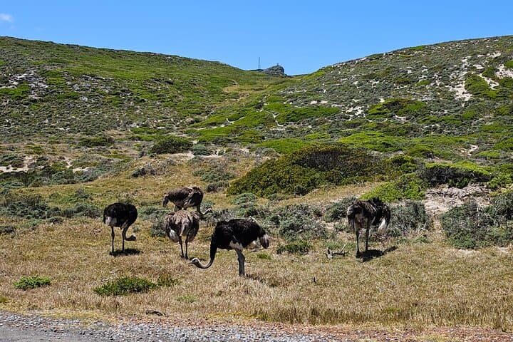 Full-Day Table Mountain, Cape Point & Boulders Beach Penguin Tour from Cape Town photo 3