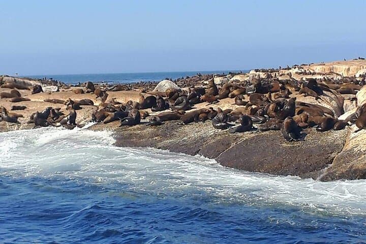 Full-Day Table Mountain, Cape Point & Boulders Beach Penguin Tour from Cape Town photo 5