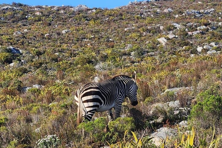 Full-Day Table Mountain, Cape Point & Boulders Beach Penguin Tour from Cape Town photo 6