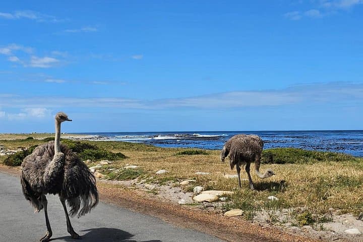 Private Cape of Good Hope and Penguins Tour from Cape Town photo 2