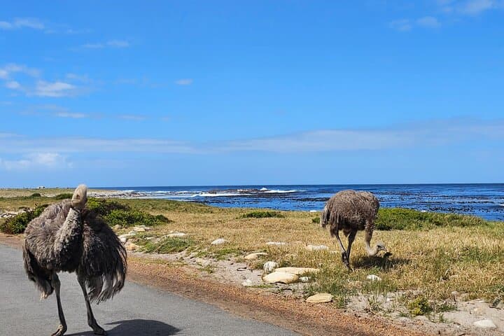 Cape Town Private Tour — Table Mountain, Boulders Beach Penguins & Cape of Good Hope photo 4