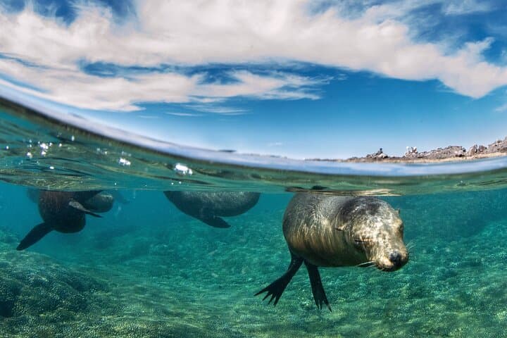 Snorkel with Sea Lions at Espiritu Santo Island — Day Trip from La Paz photo 3