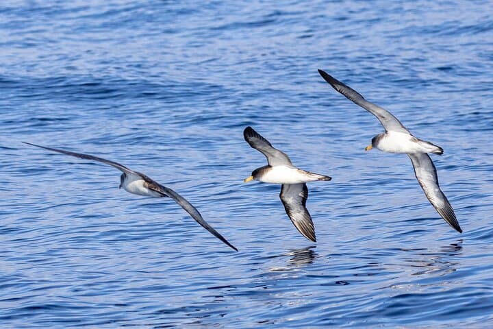 North Coast Boat Tour to Elephant Rock & the Capelas Arches — São Miguel photo 5