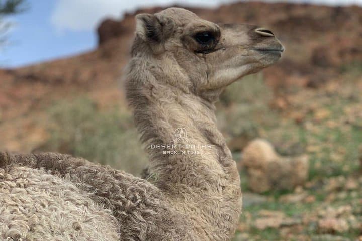 Discover NEOM & Tabuk: 3-Day Hisma Desert, Wadi Al Disah and Red Sea Adventure photo 4