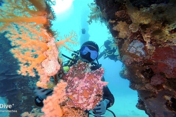 Aqaba Red Sea: Two Dives Plus a Night Dive Shore Adventure photo 6