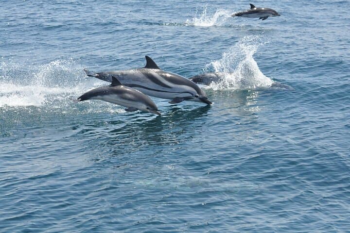 Gibraltar Dolphin-Watching Excursion from Malaga — Boat Tour & Gibraltar Visit